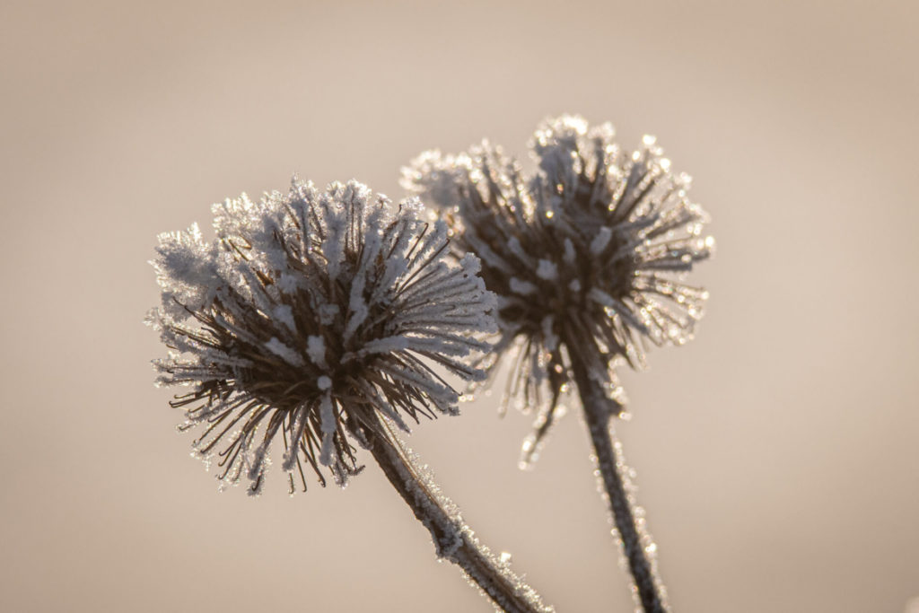 Depression saisonnière symbolisée par des fleurs recouvertes du givre hivernal